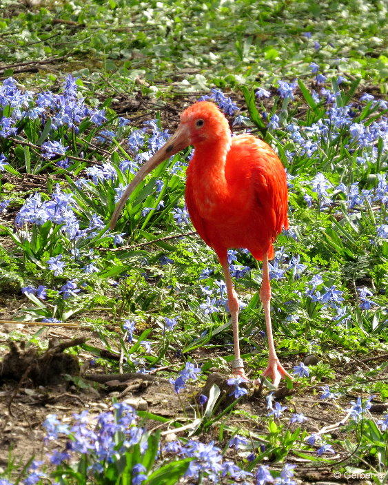 roter Ibis.JPG