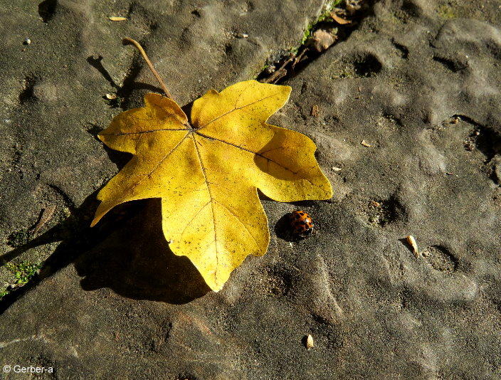 Herbst.jpg