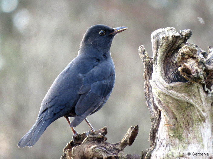 Amsel.jpg