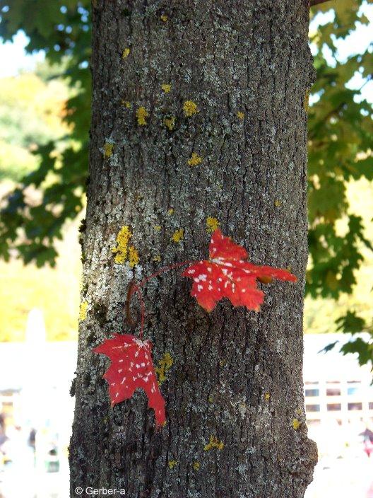 herbstliche Blätter.jpg