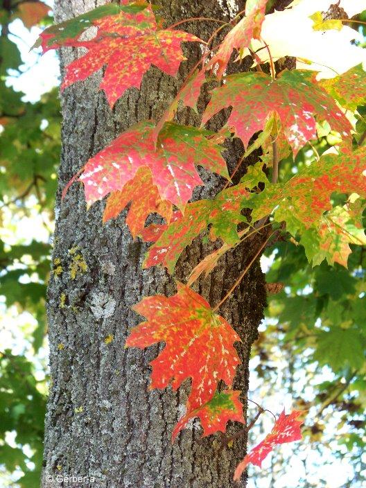 herbstliche Blätter2.jpg