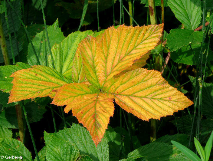 Herbstblätter.jpg