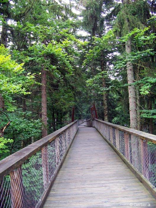 Hochbrücke zum Baumwipfelpfad im Bayer.Wald.jpg