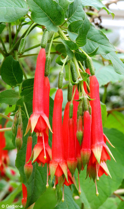 6-Fuchsia fulgens - Korallenfuchsie.jpg