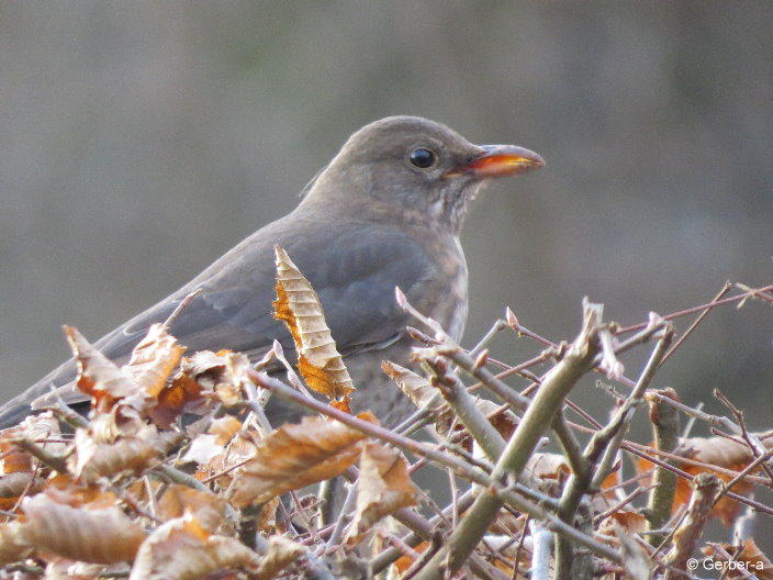 Amsel1.jpg