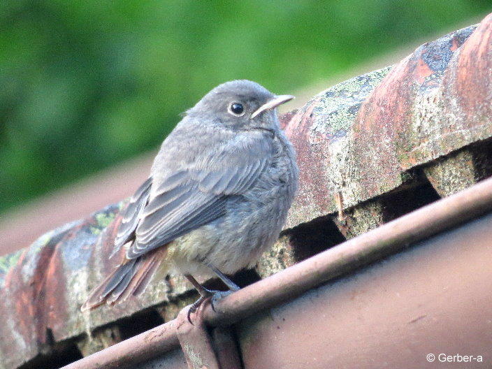 Vogel auf dem Dach.jpg