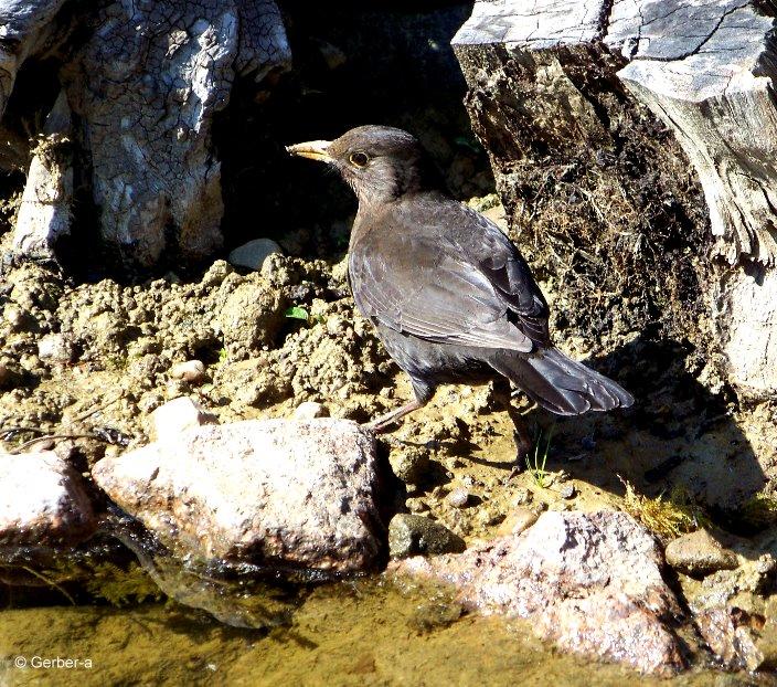 Amsel2.jpg