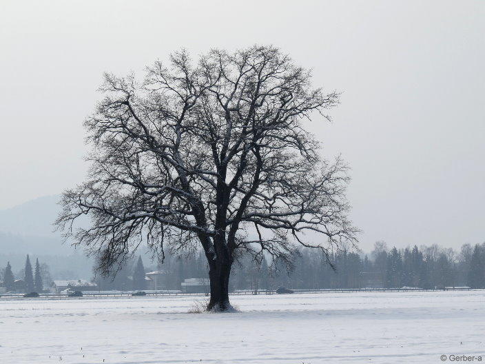 ein schön gewachsener Baum.jpg