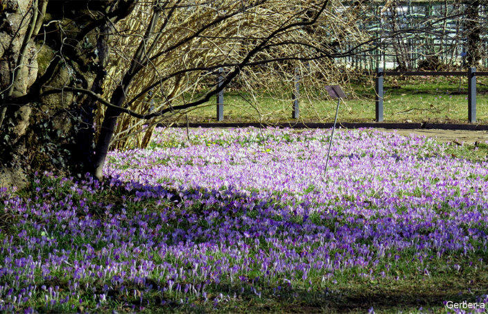 Frühling.jpg