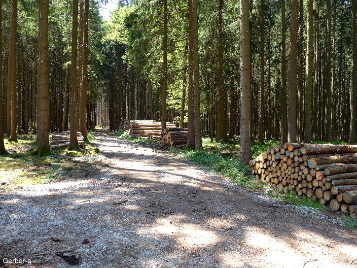 Waldspaziergang bei heissem Wetter.jpg