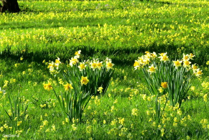 Frühling3.jpg