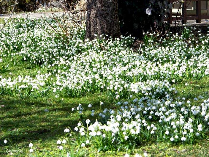 Frühling1.jpg