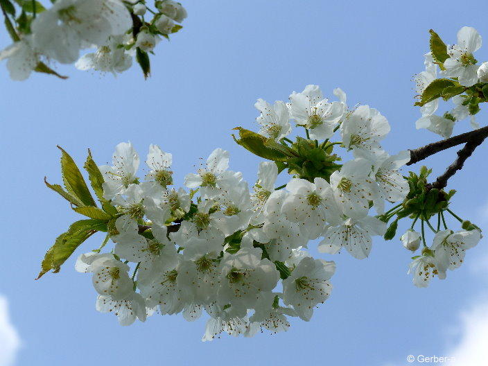 FrühlingApfelblüte.jpg