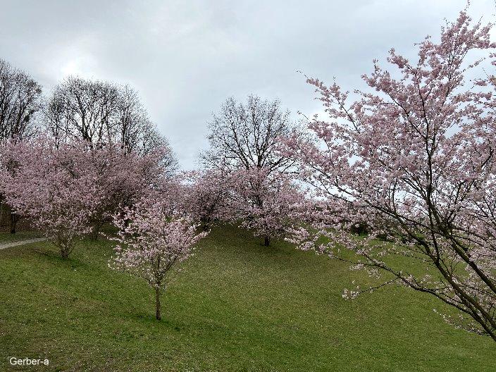 Kirschblüten Olympiapark.jpg