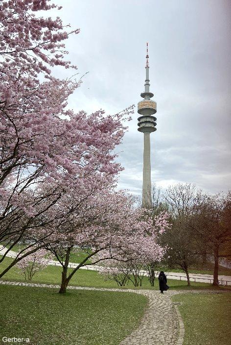 Kirschblüten Olympiapark1.jpg