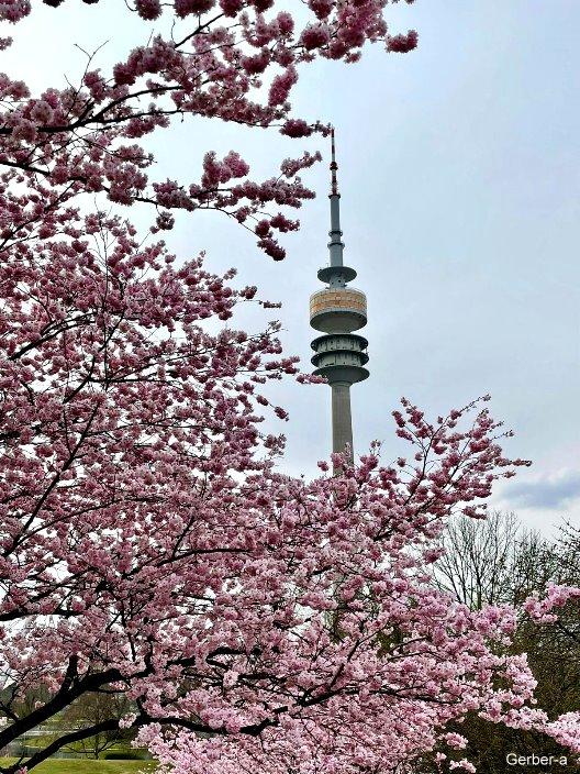 Kirschblüten Olympiapark2.jpg