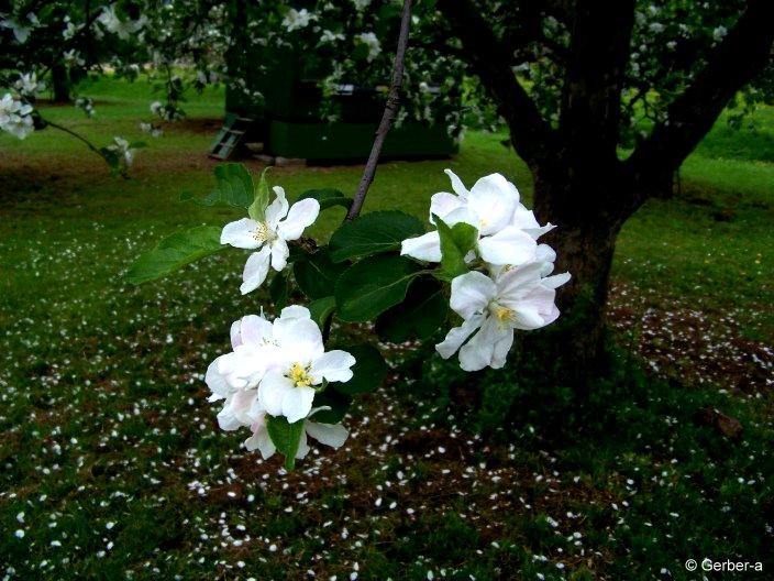 Frühling Apfelblüten1.jpg