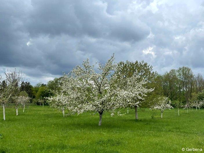 Frühling Streuobstwiese.jpg