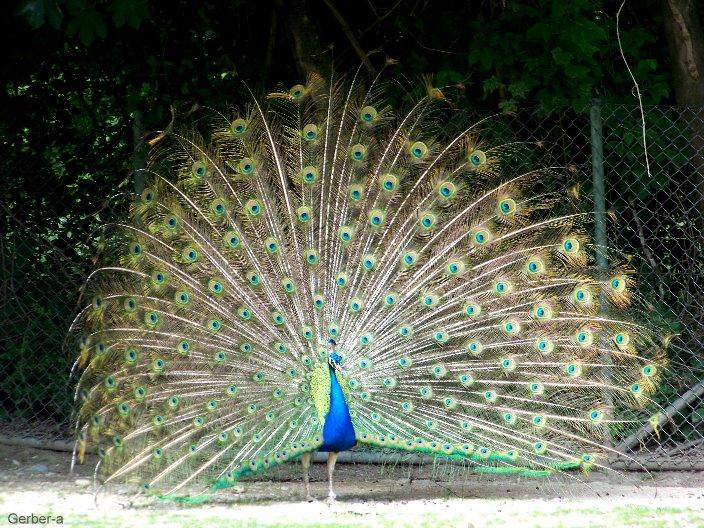 Pfau.jpg