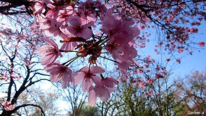 Kirschblüten.jpg