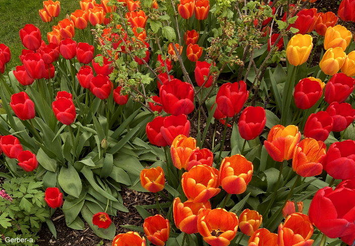 Tulpen1.jpg