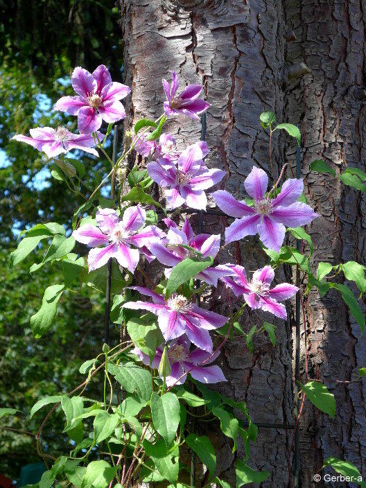 Clematis.jpg