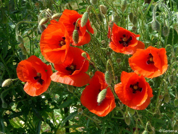 nochmal Mohn.jpg