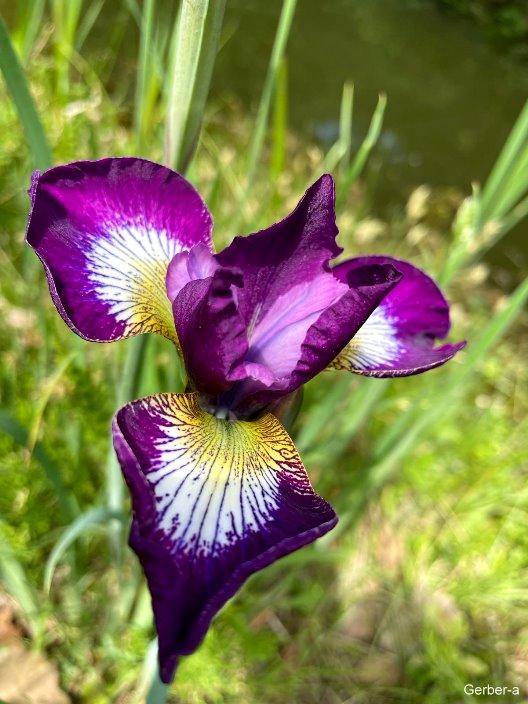 11.4.Nepalpark Iris.jpg