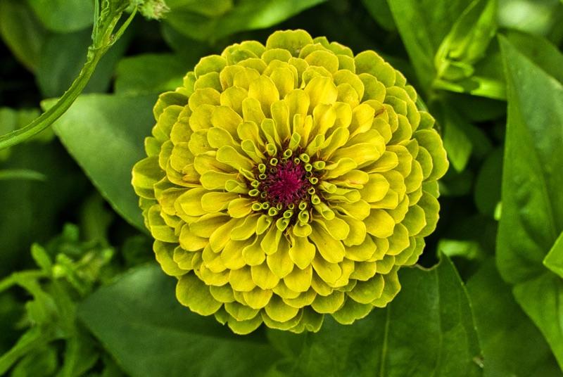 Zinna Elegans-1.jpg