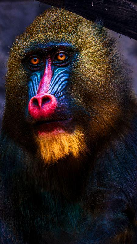 Zoo Mandrill Kopie.jpg