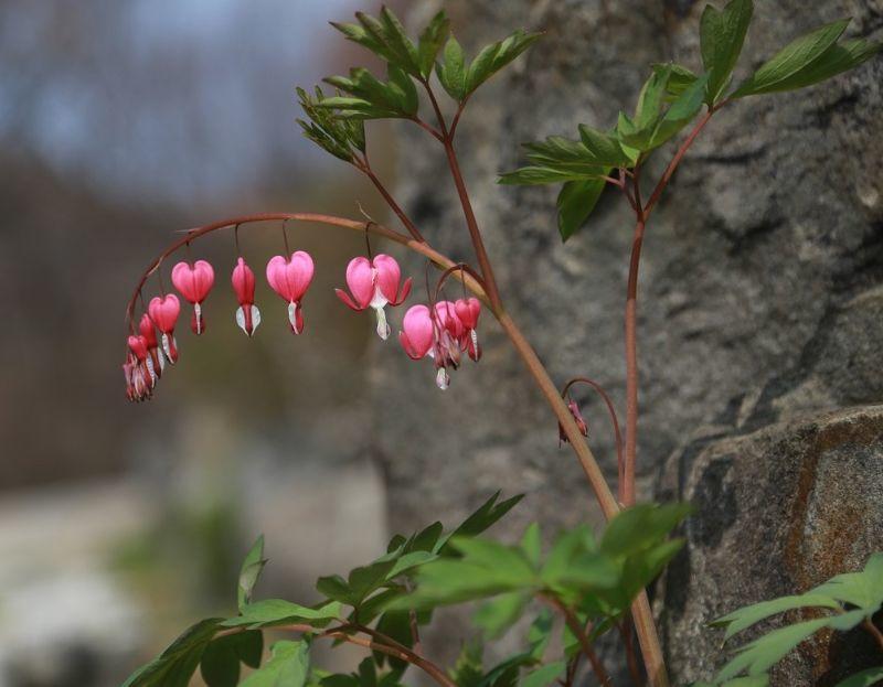 bleeding-heart-4062595_1280.jpg