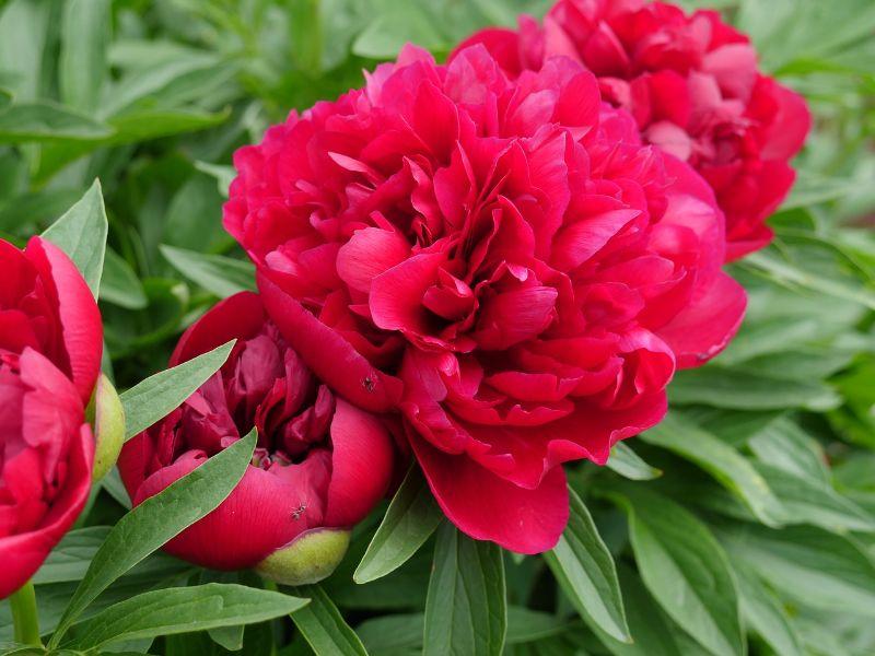 peony-2468930_1280.jpg