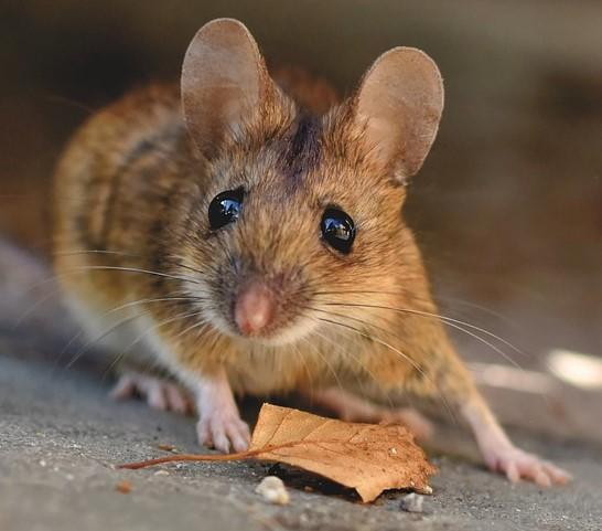 house-mouse-5043031_1280.jpg