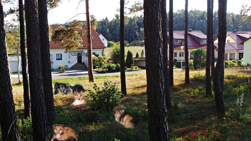 Wald in Elbersberg.jpg