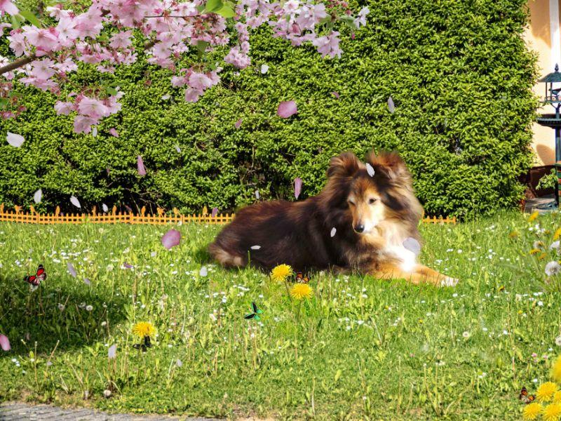 IMG_1286Tammy, Kirschblüten.jpg