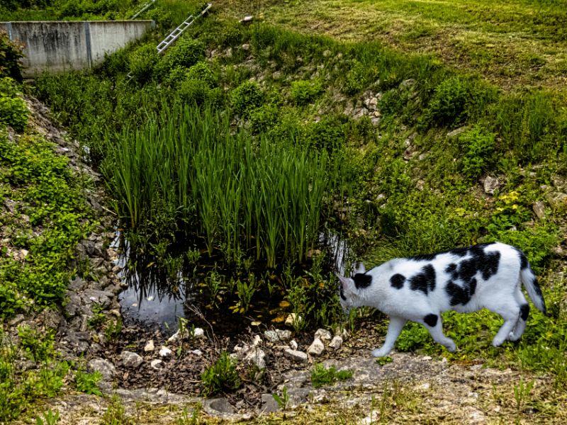 Katze aus Pegnitz nach Auerbach versetzt ST.jpg