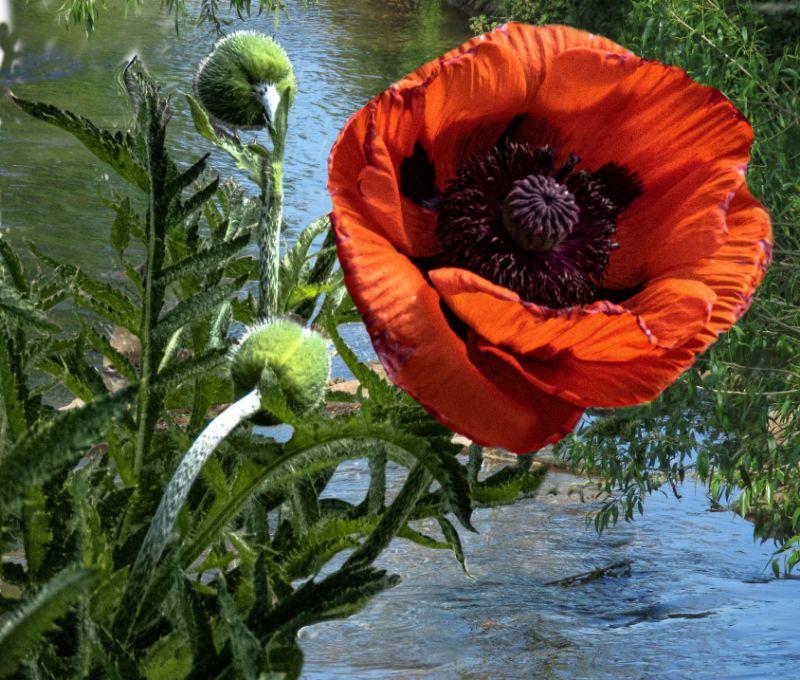 Mohnblume mit Pegnitz.jpg