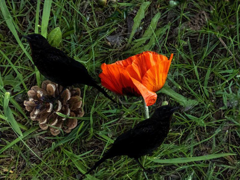 Amseln mit Mohn und Zapfen.jpg