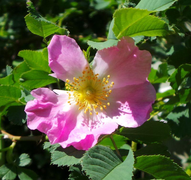 Heckenrose vom 18.5.2018.JPG