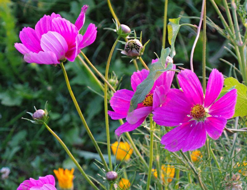 Anemonen mit Tropfen und Käfern.jpg