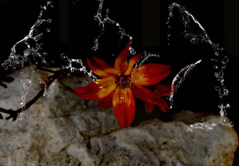 Felsbrocken mit Blume und Wasser.jpg