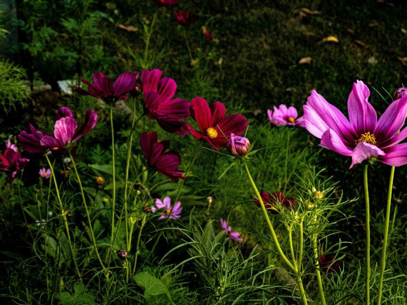 batch_Schmuckkörbchen, Kosmee, Fiederblättrige Schmuckblume (2).jpg