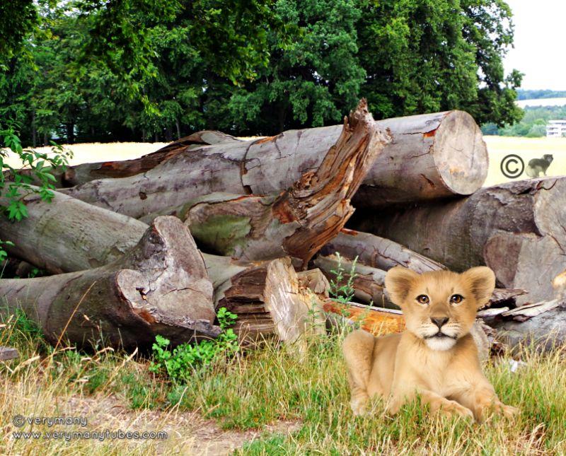 2015 07 26_0306 Kleiner Simba.jpg