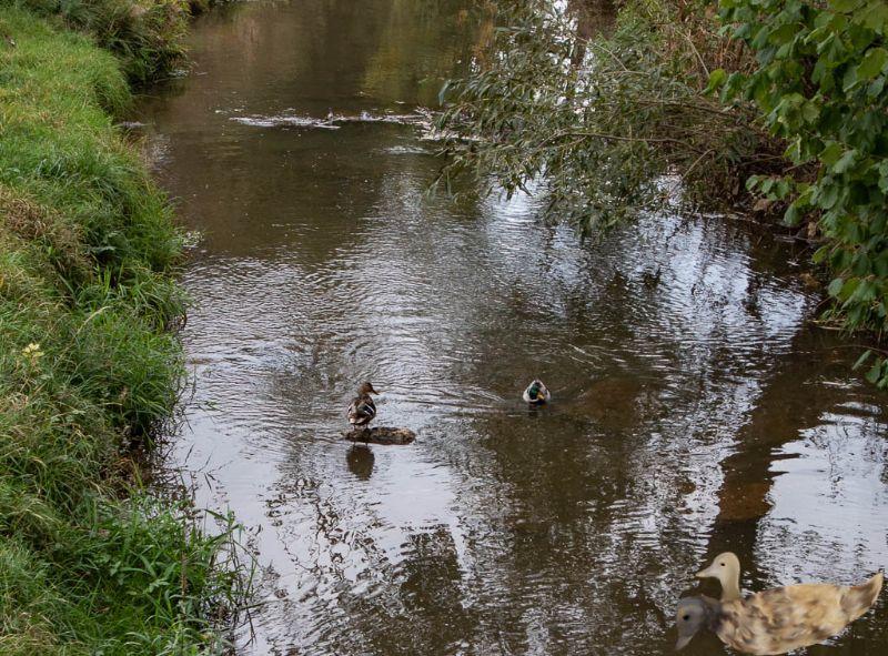 Enten gemalt in der Pegnitz.jpg