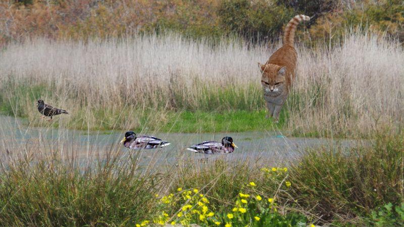 4 Tiere eingefügt.jpg