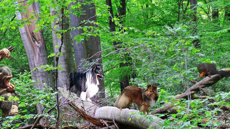 Im Wald mit Sweety und Tammy.jpg