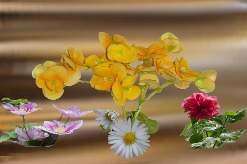 mehere Blumen mit Hintergrund.jpg