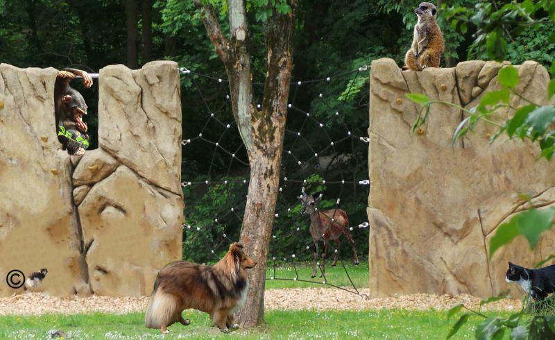 Tammy mit Katze und Affe.jpg