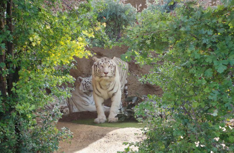 Durchblick nach Teneriffa Tiger.jpg