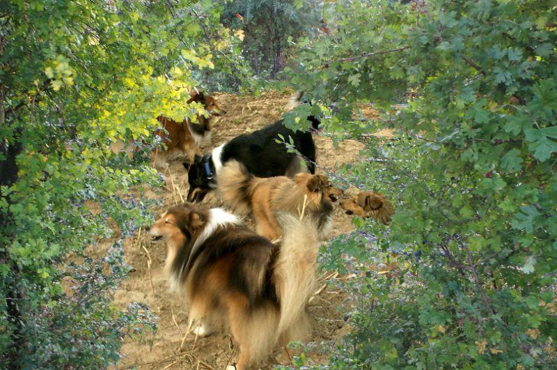 Tammy und Sunny haben Besuch, Sheltietreffen.jpg